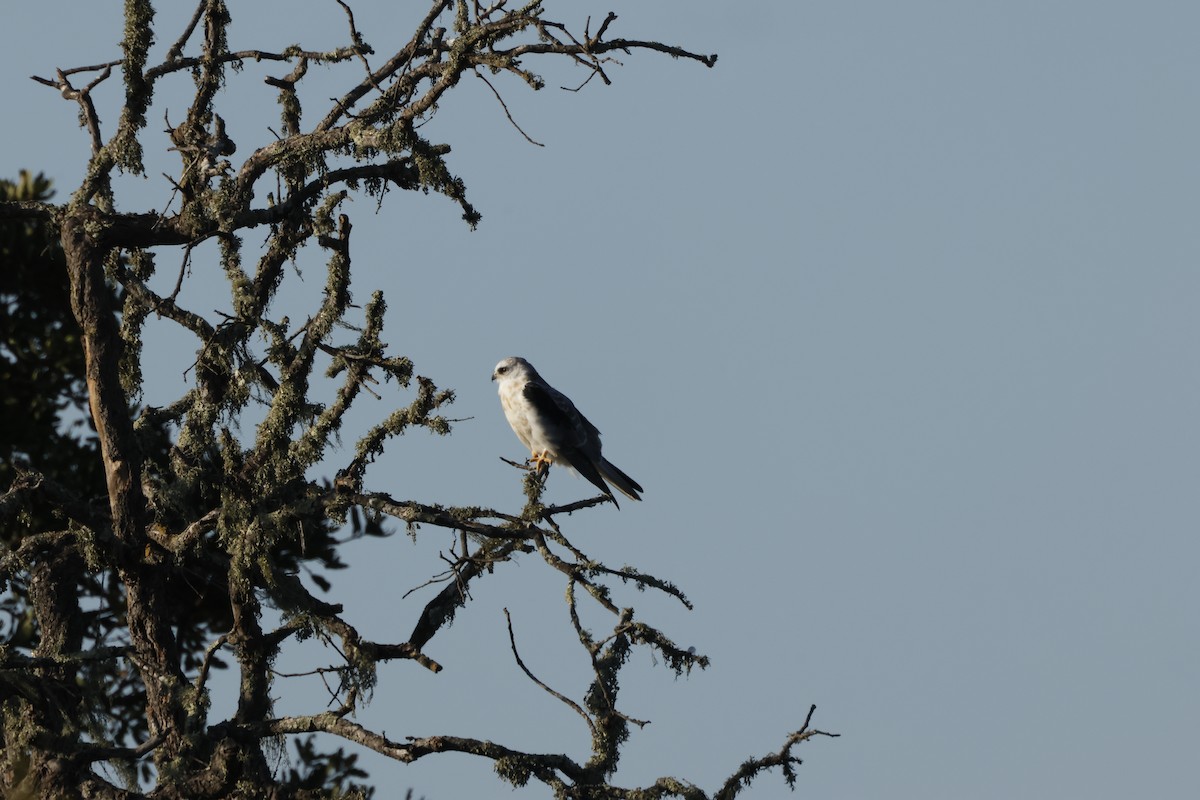 White-tailed Kite - ML642748462