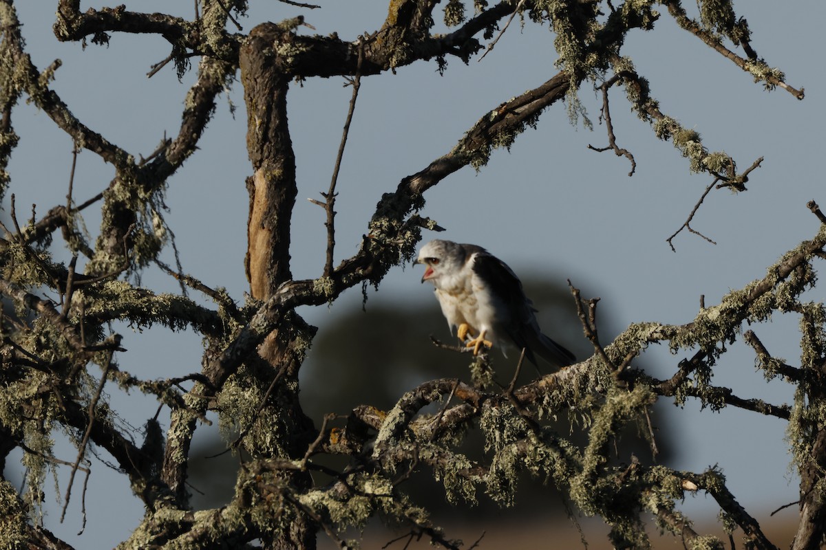 White-tailed Kite - ML642748463