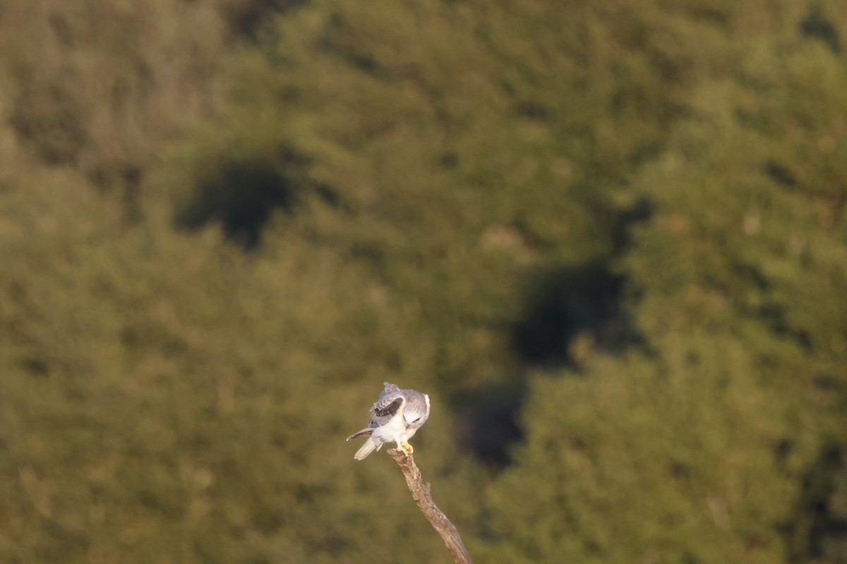 White-tailed Kite - ML642748464