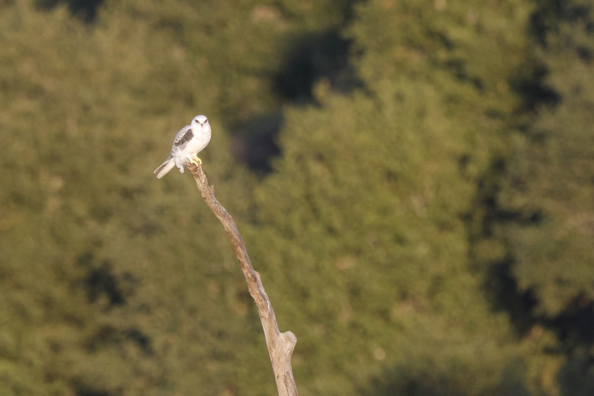 White-tailed Kite - ML642748466