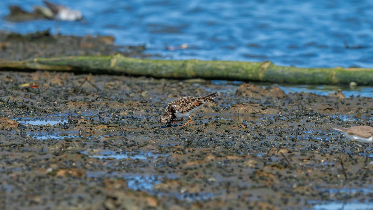 Ruddy Turnstone - ML642748478