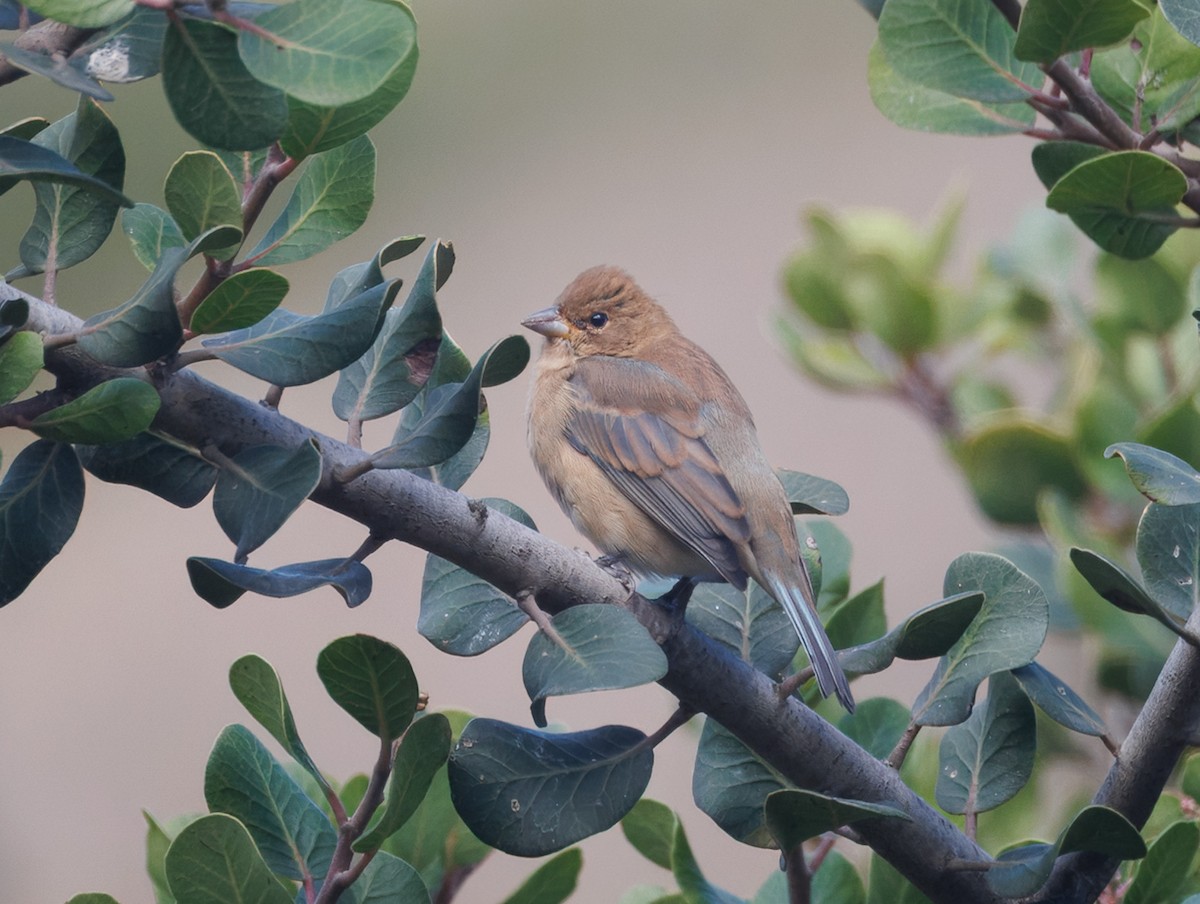 Indigo Bunting - ML642748480
