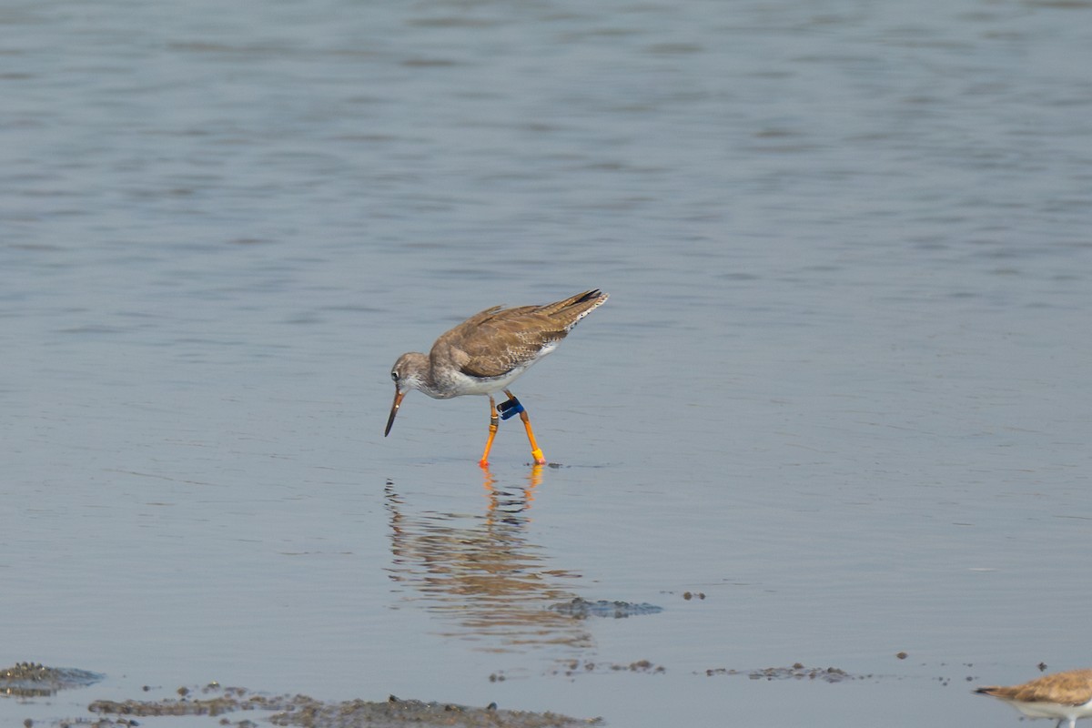 Common Redshank - ML642748506