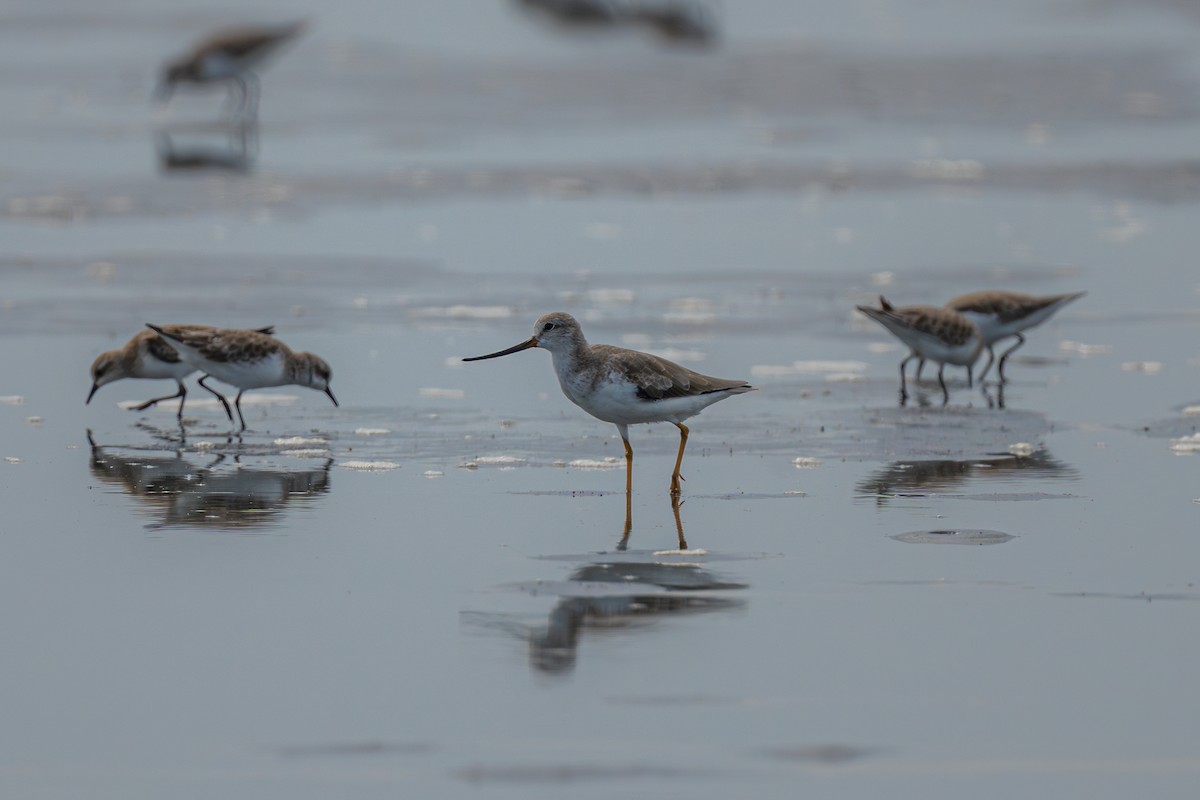 Terek Sandpiper - ML642748532