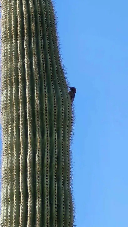 Gila Woodpecker - ML642748547