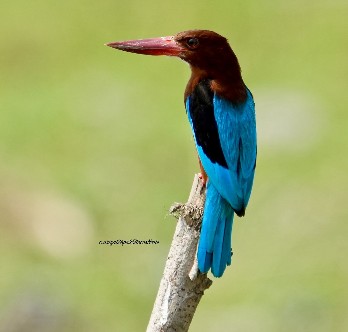 Brown-breasted Kingfisher - ML642748557