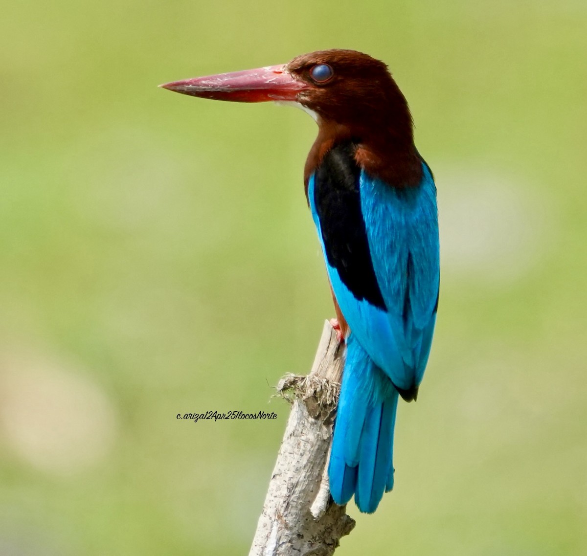 Brown-breasted Kingfisher - ML642748558