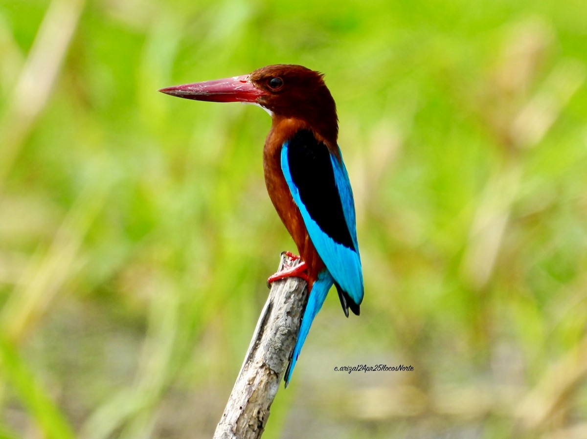 Brown-breasted Kingfisher - ML642748559