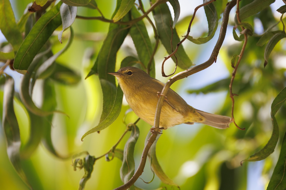 Orange-crowned Warbler - ML642748563