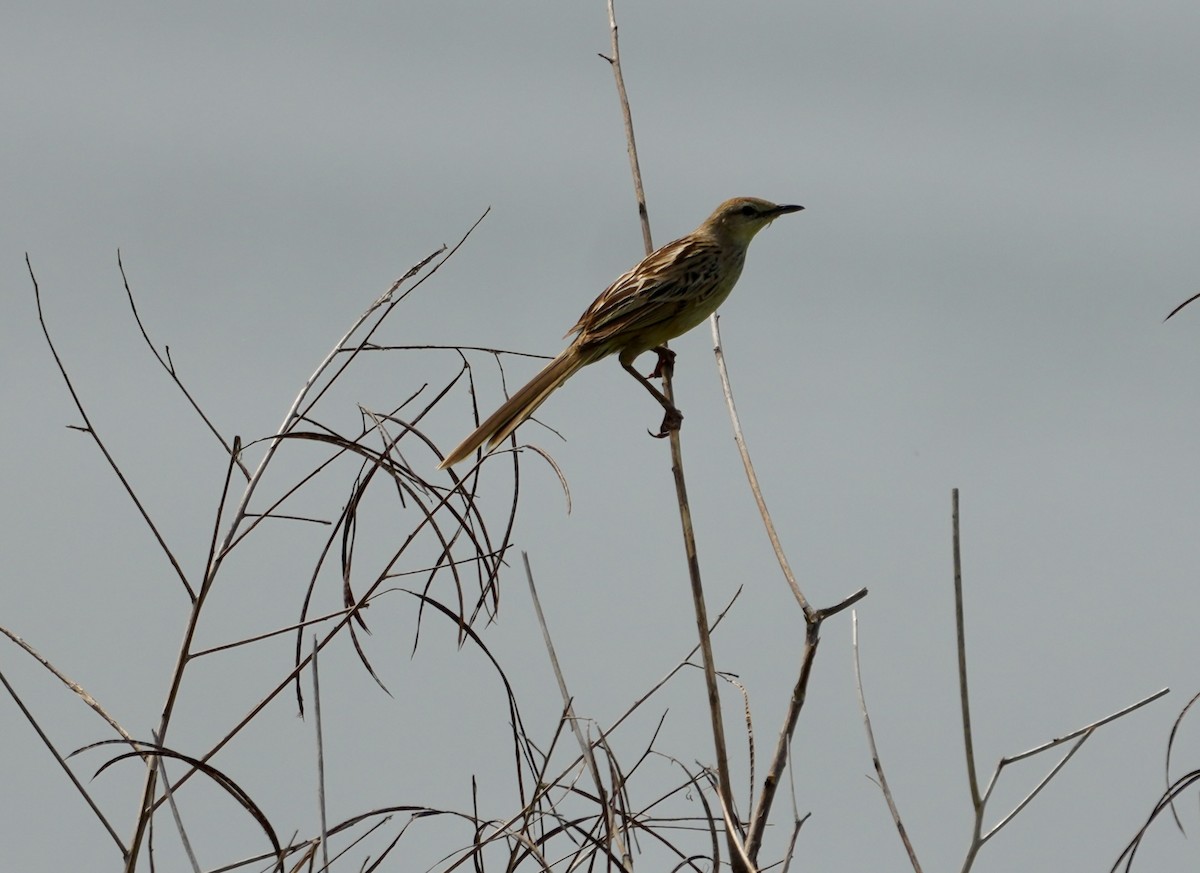 Striated Grassbird - ML642748580