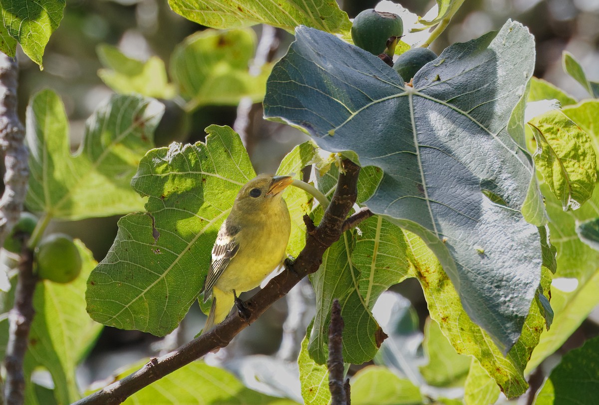 Western Tanager - ML642748587