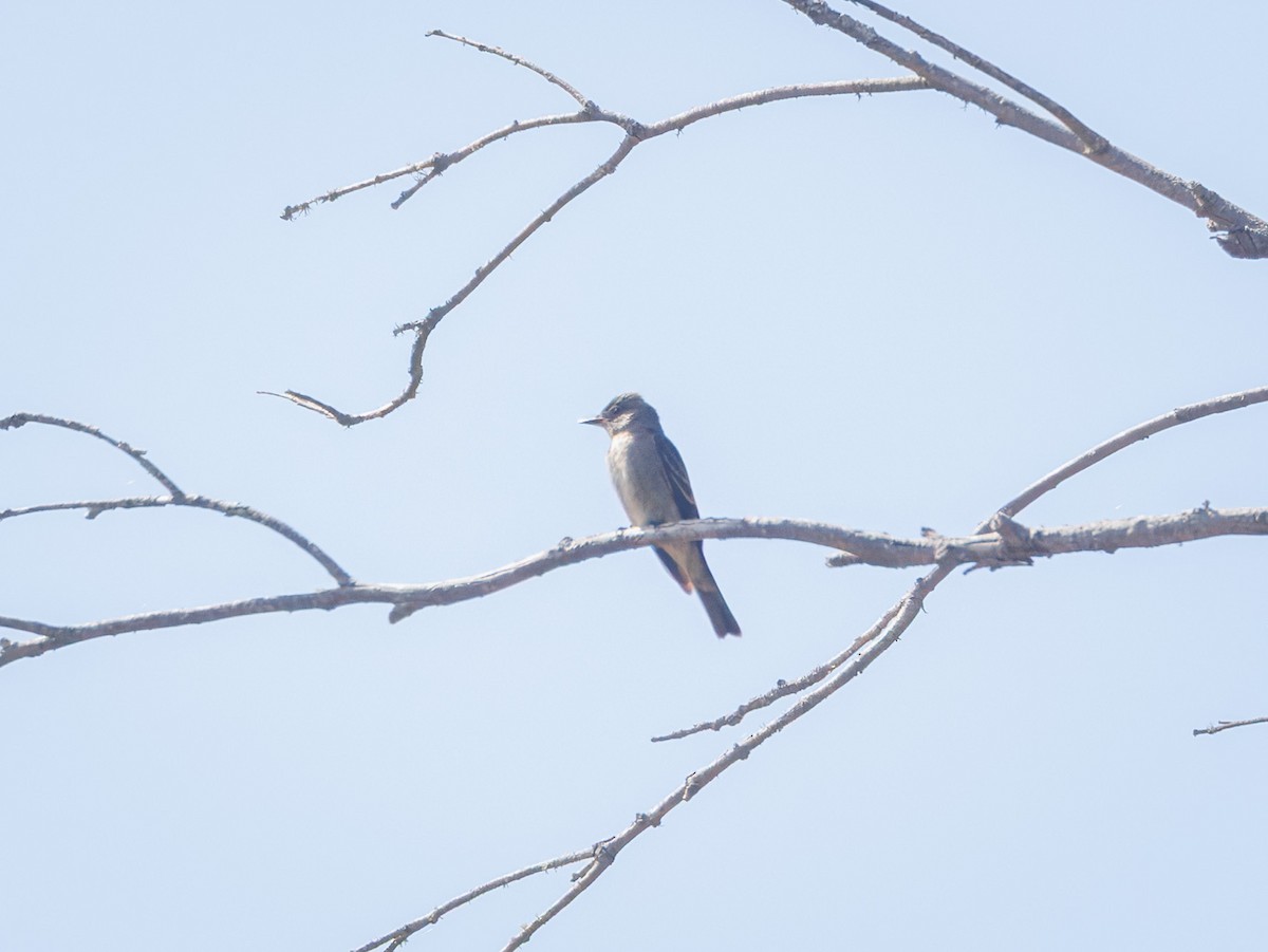 Western Wood-Pewee - ML642748591