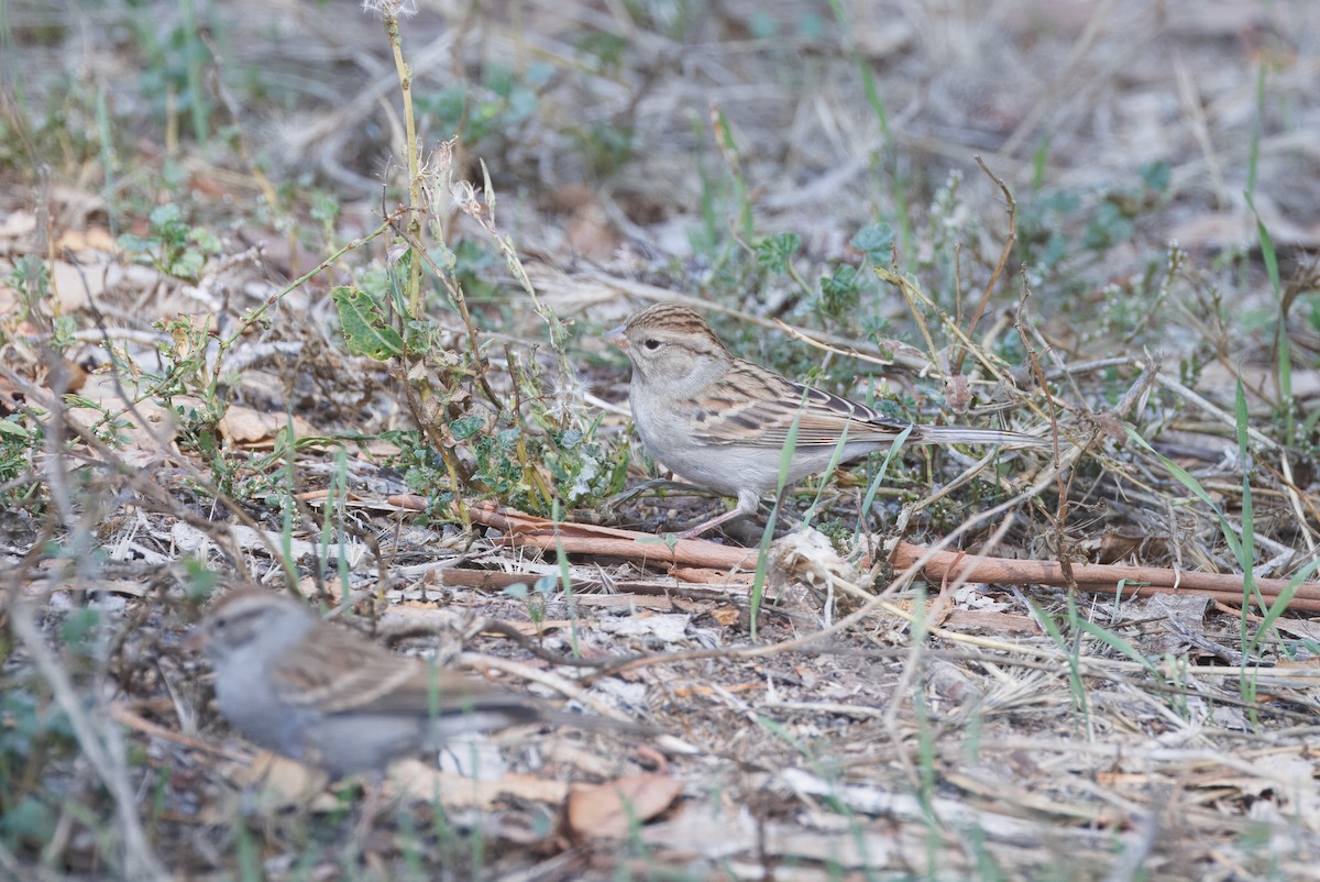 Brewer's Sparrow - ML642748602