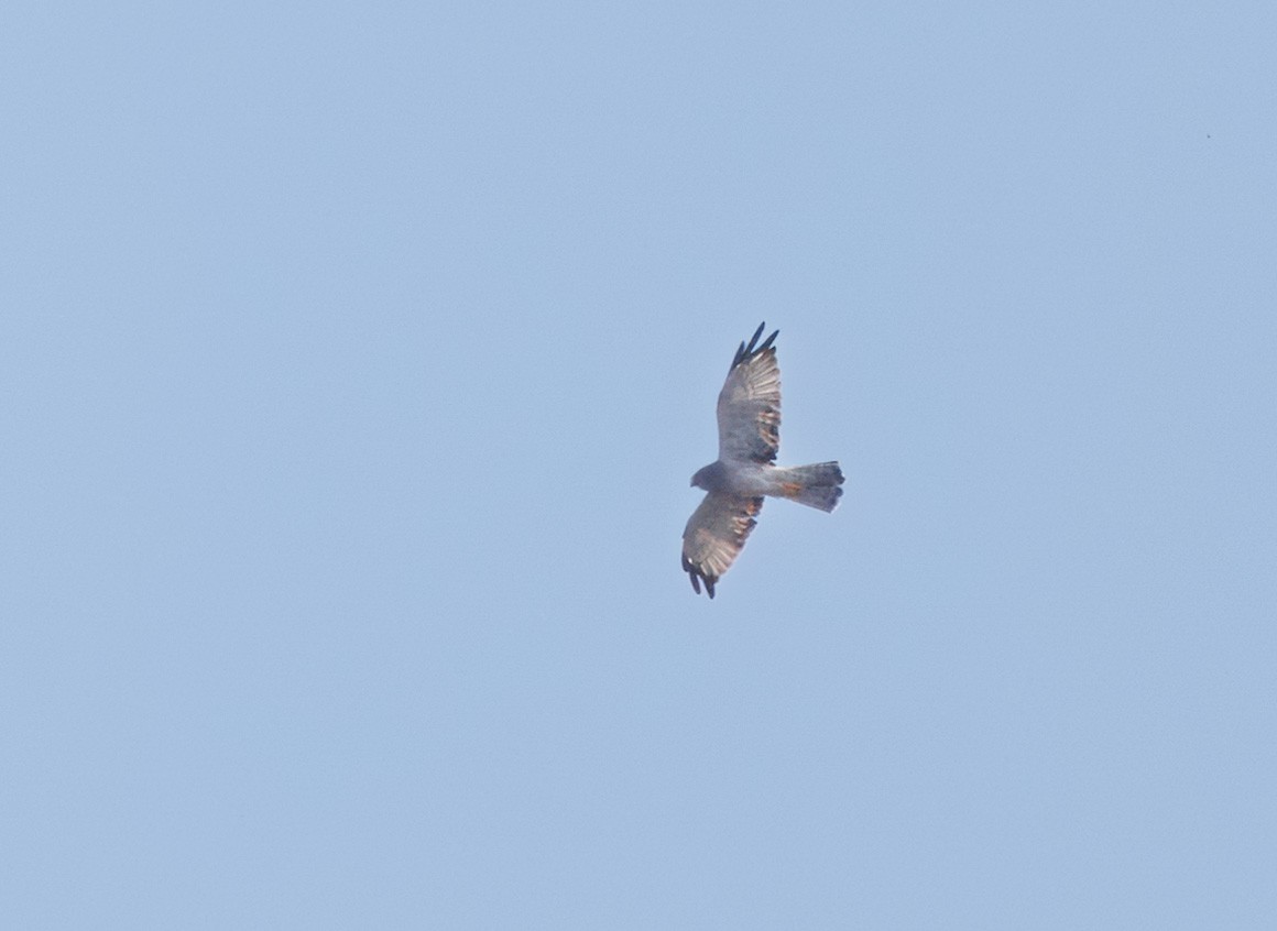 Northern Harrier - ML642748613