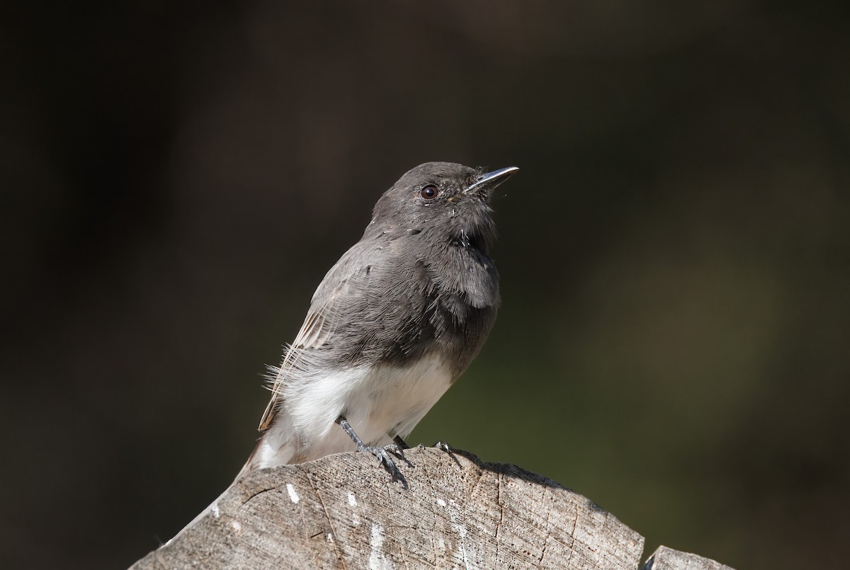Black Phoebe - ML642748626