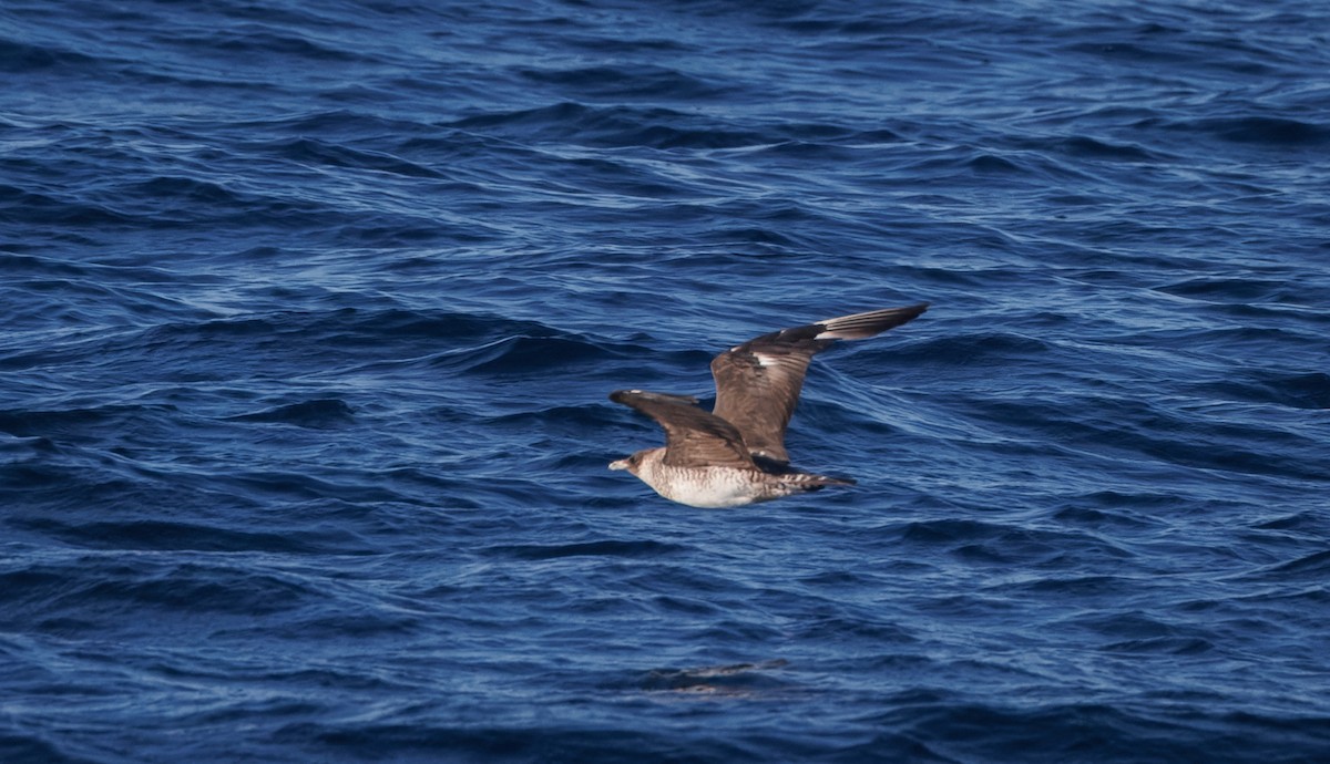 Stercorarius sp. (jaeger sp.) - ML642748641