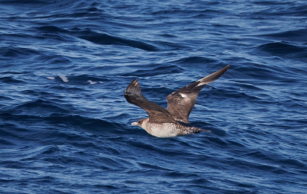 Stercorarius sp. (jaeger sp.) - ML642748642