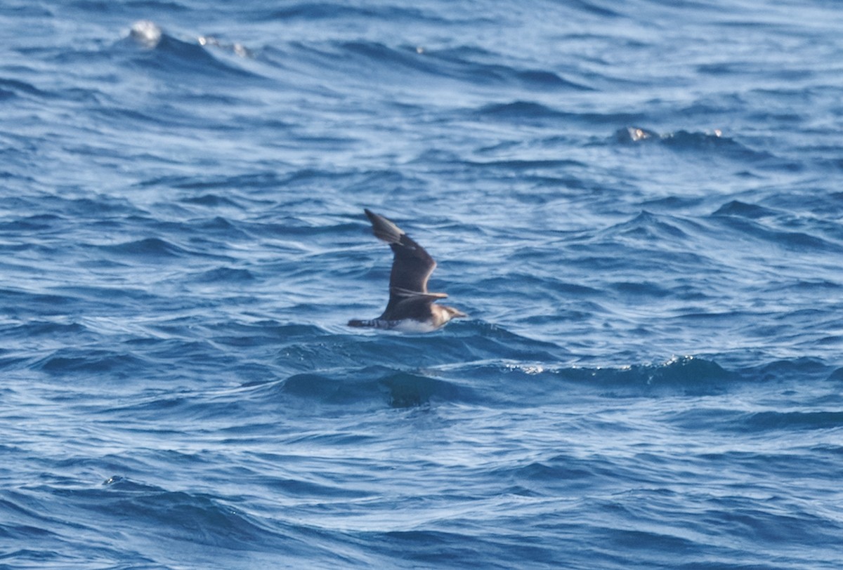 Stercorarius sp. (jaeger sp.) - ML642748644
