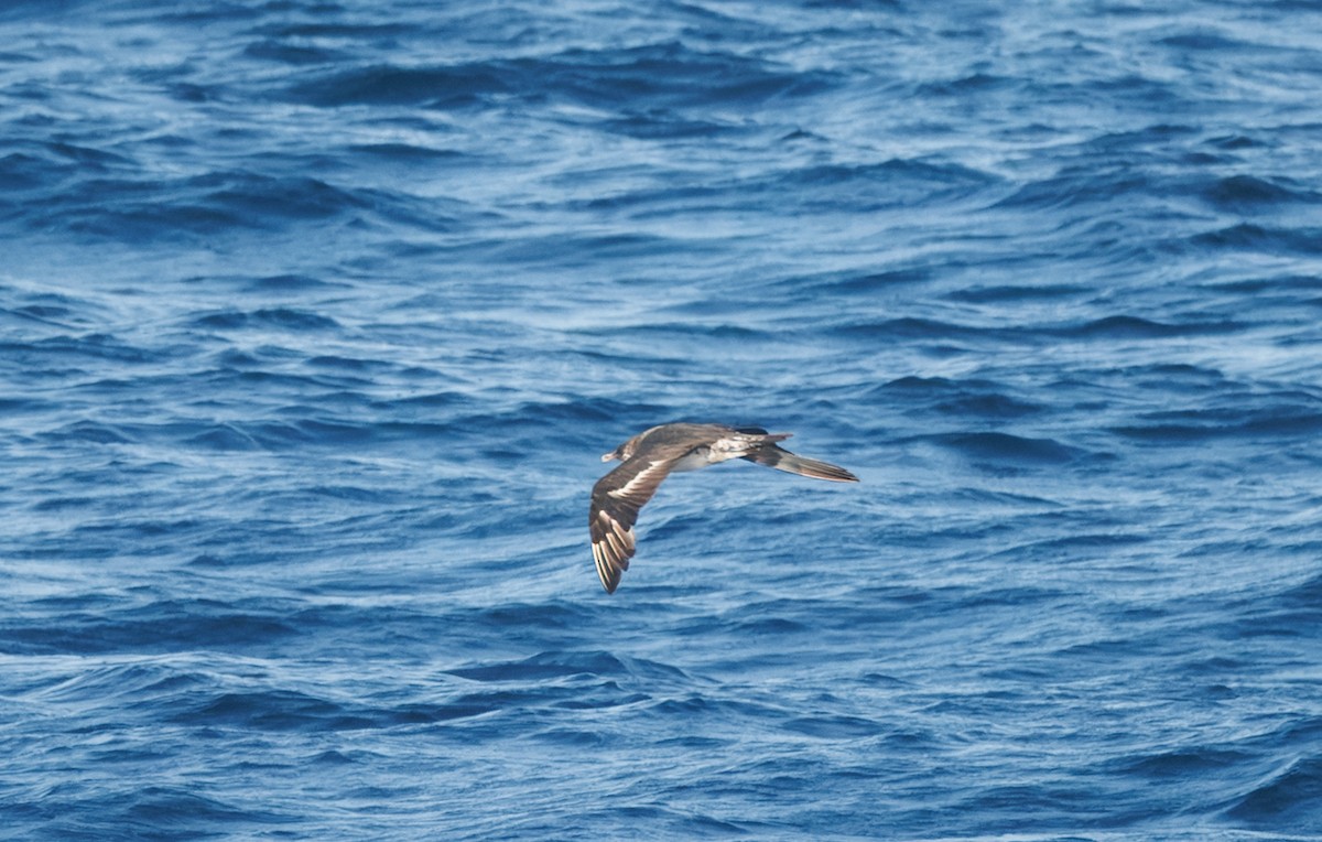 Stercorarius sp. (jaeger sp.) - ML642748645