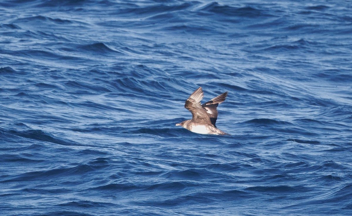 Stercorarius sp. (jaeger sp.) - ML642748652