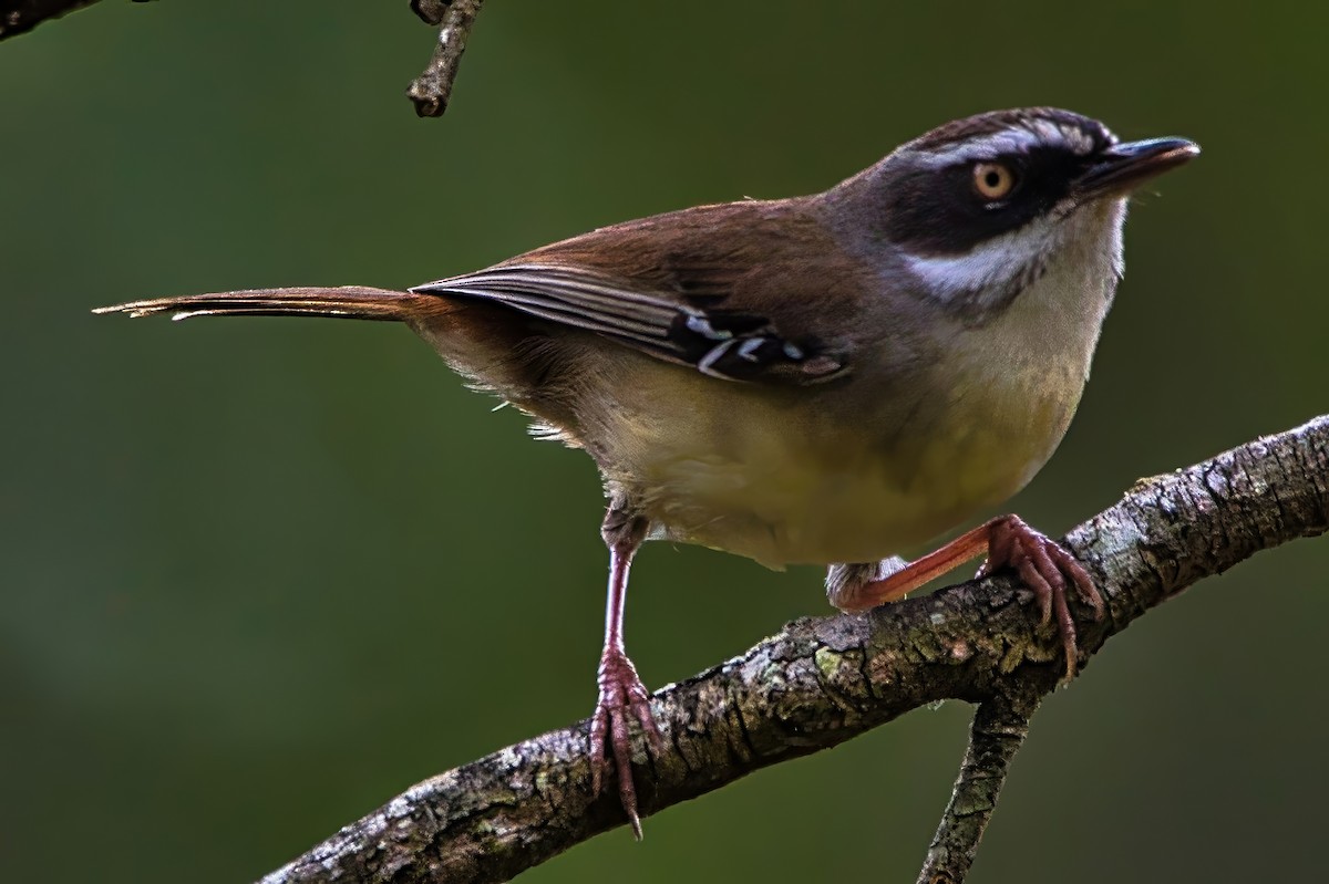 White-browed Scrubwren (Buff-breasted) - ML642748654