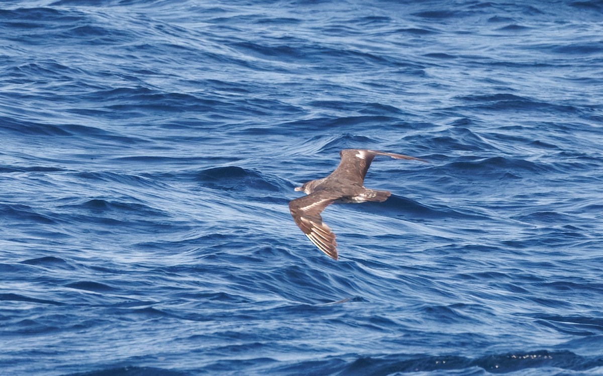 Stercorarius sp. (jaeger sp.) - ML642748656