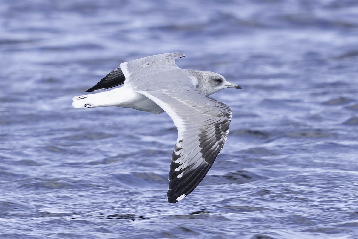 Short-billed Gull - ML642748685