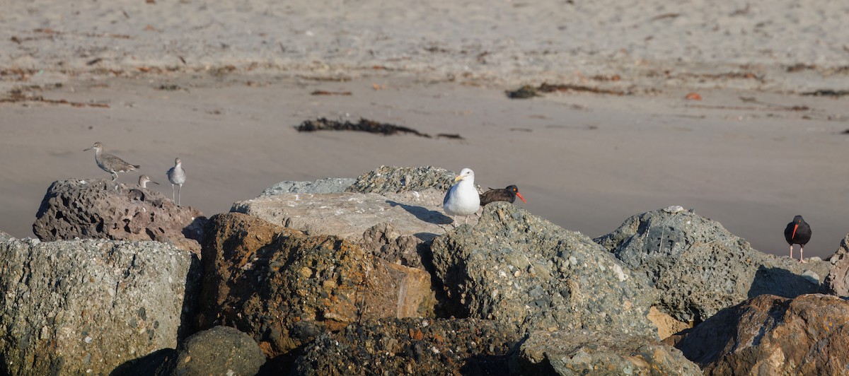 Black Oystercatcher - ML642748745