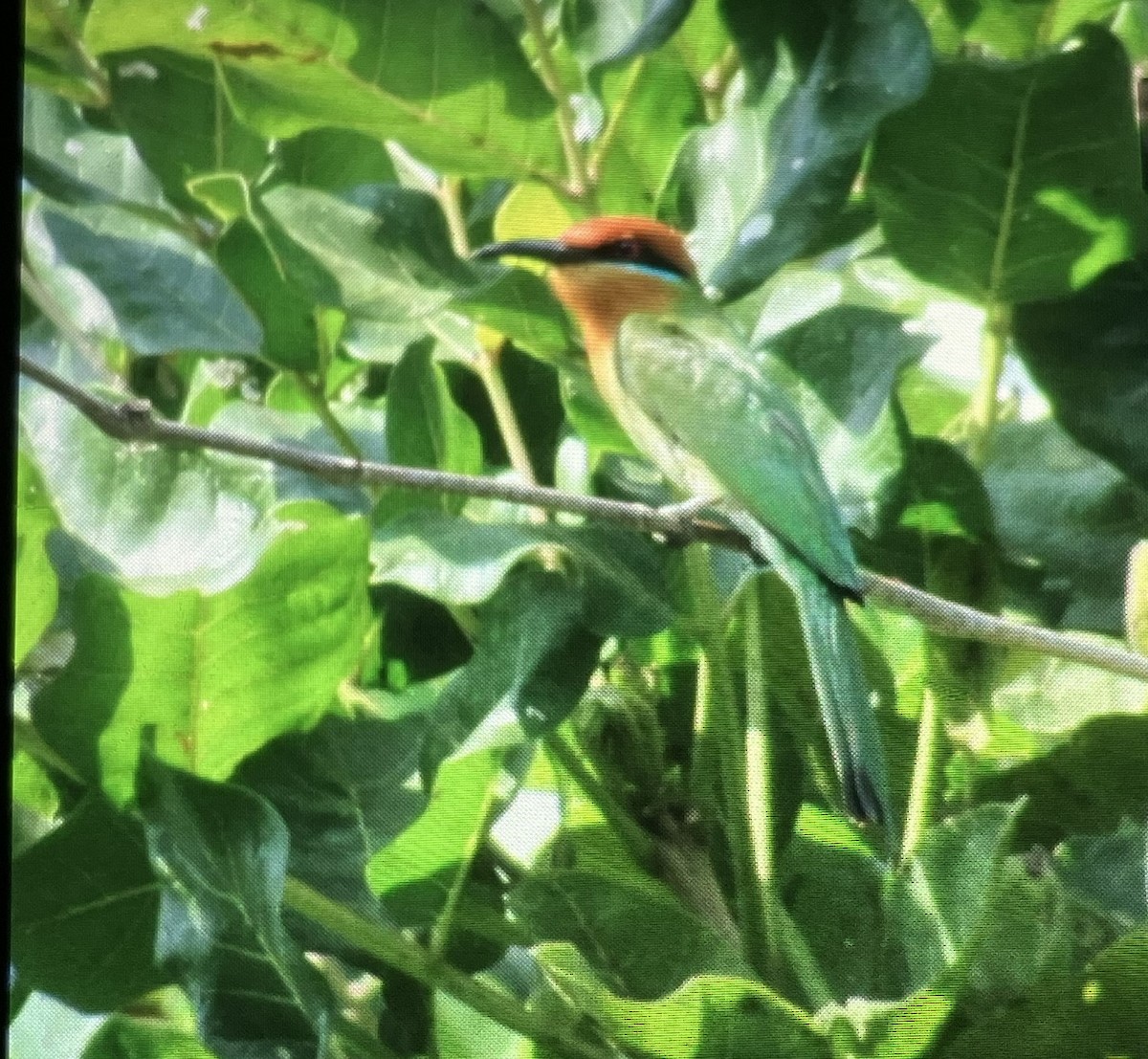 Böhm's Bee-eater - ML642748767