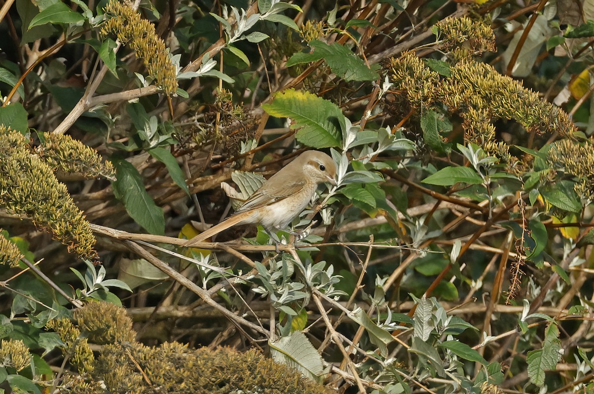 Isabelline Shrike - ML642748800