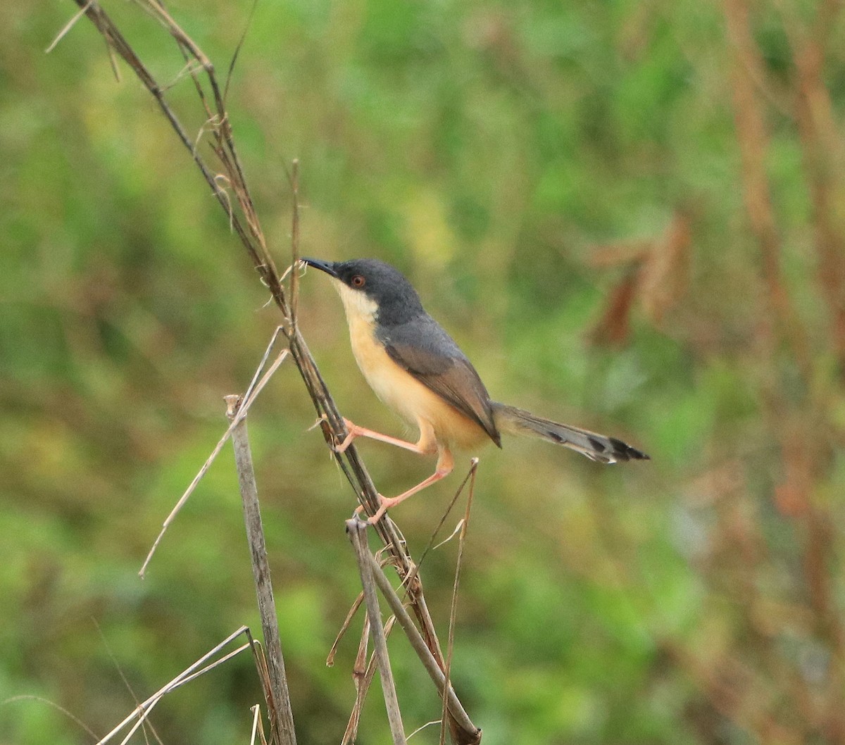 Ashy Prinia - ML642748804