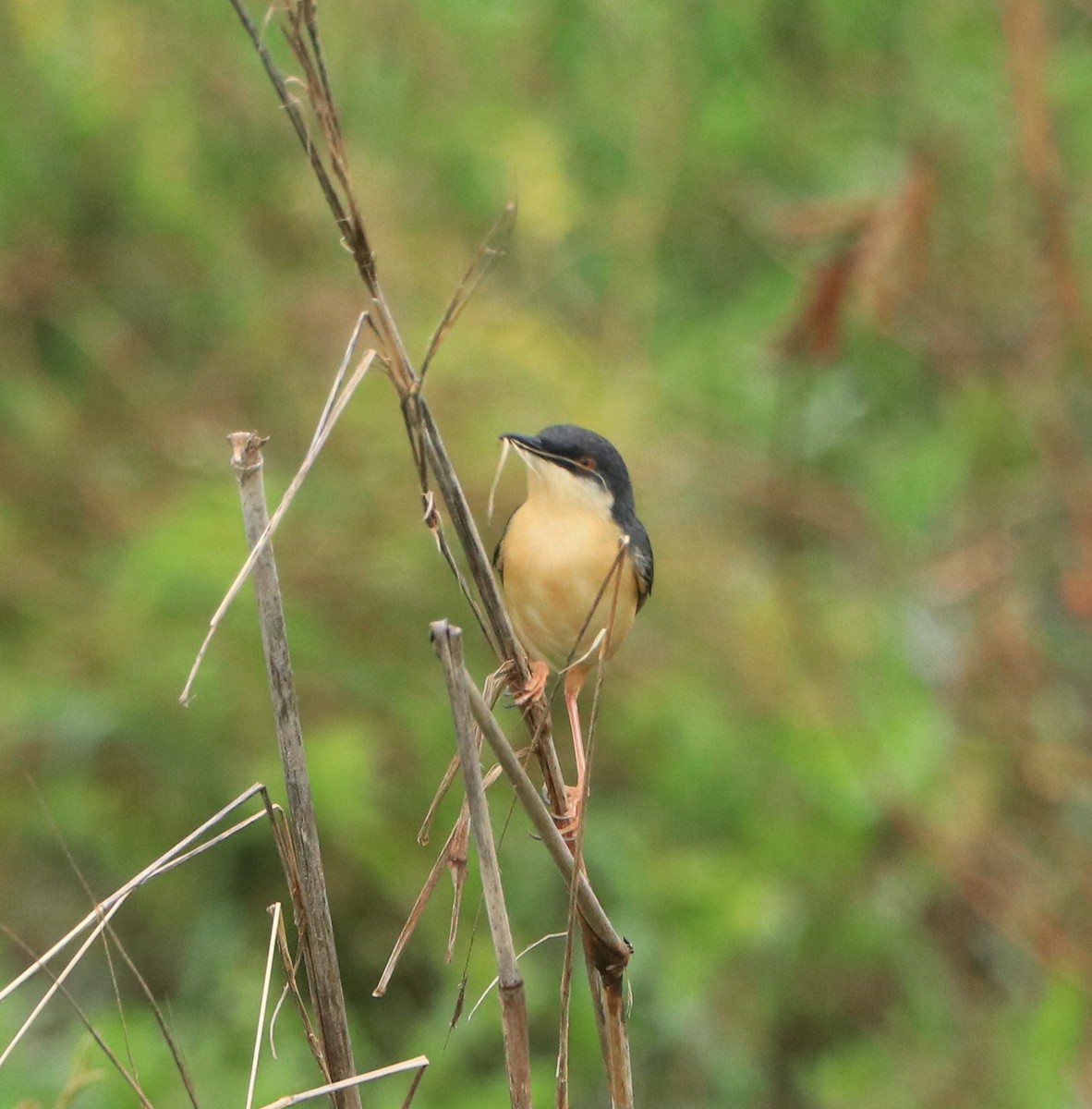 Ashy Prinia - ML642748805