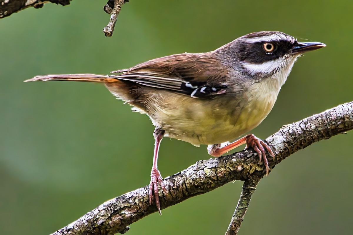 White-browed Scrubwren (Buff-breasted) - ML642748834
