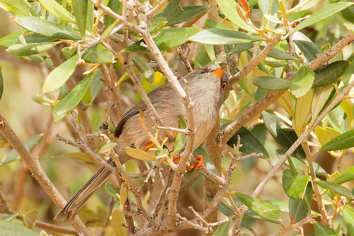 pěnice baleárská - ML642748851