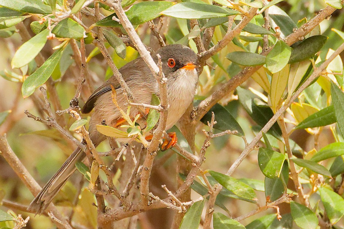 pěnice baleárská - ML642748852