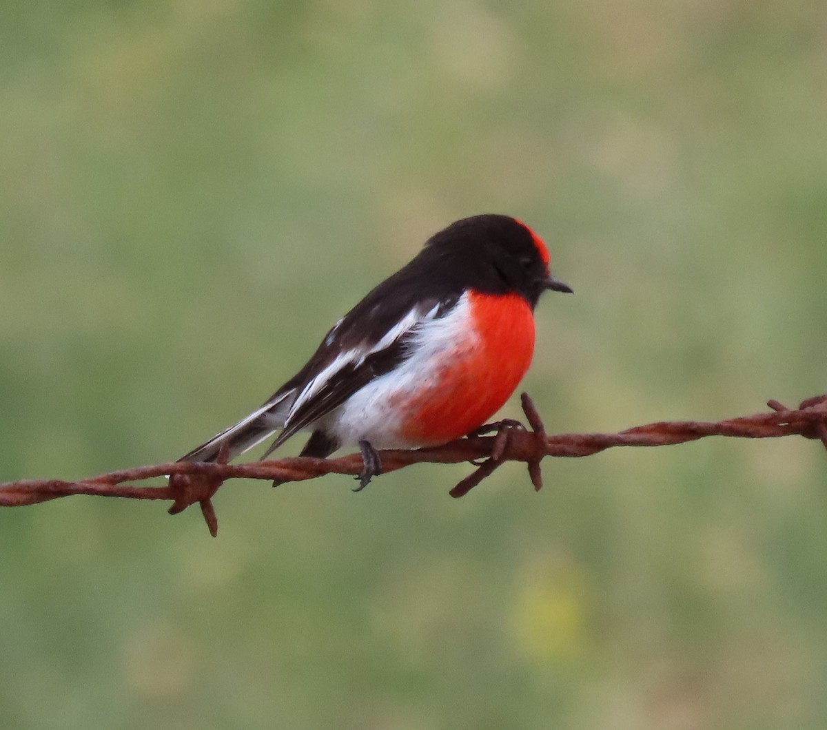 Red-capped Robin - ML642748855