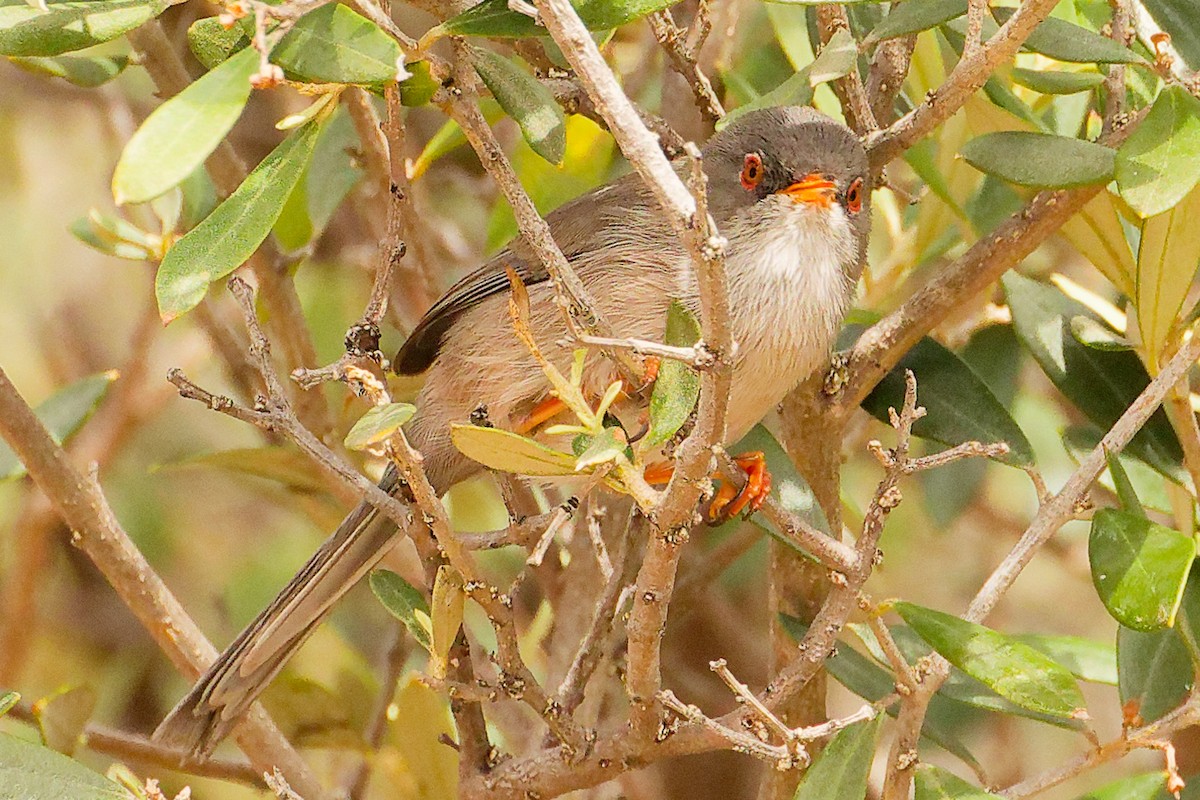 Balearic Warbler - ML642748856