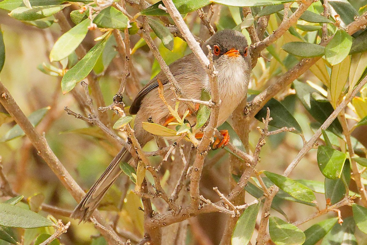 Balearic Warbler - ML642748858