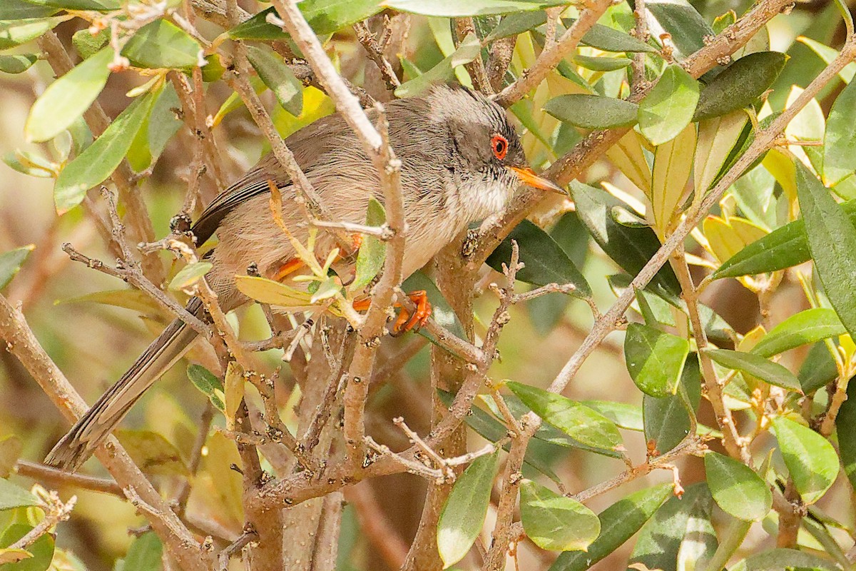 Balearic Warbler - ML642748859