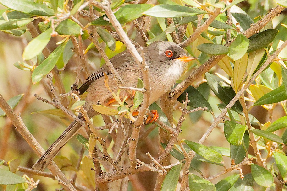 Balearic Warbler - ML642748860