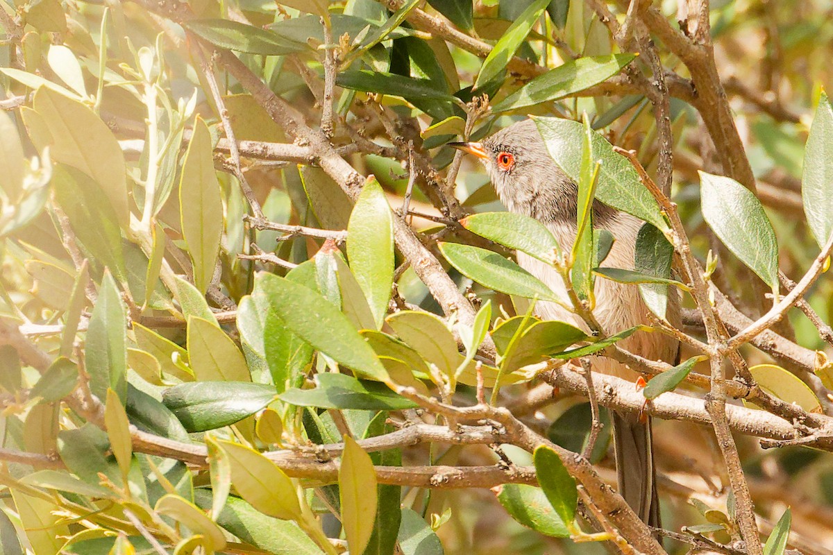 Balearic Warbler - ML642748874