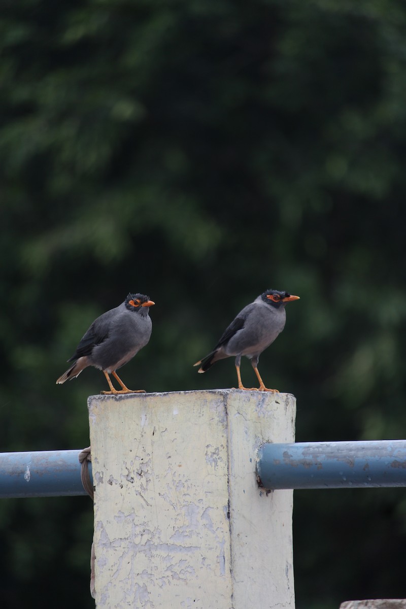 Bank Myna - ML642748917