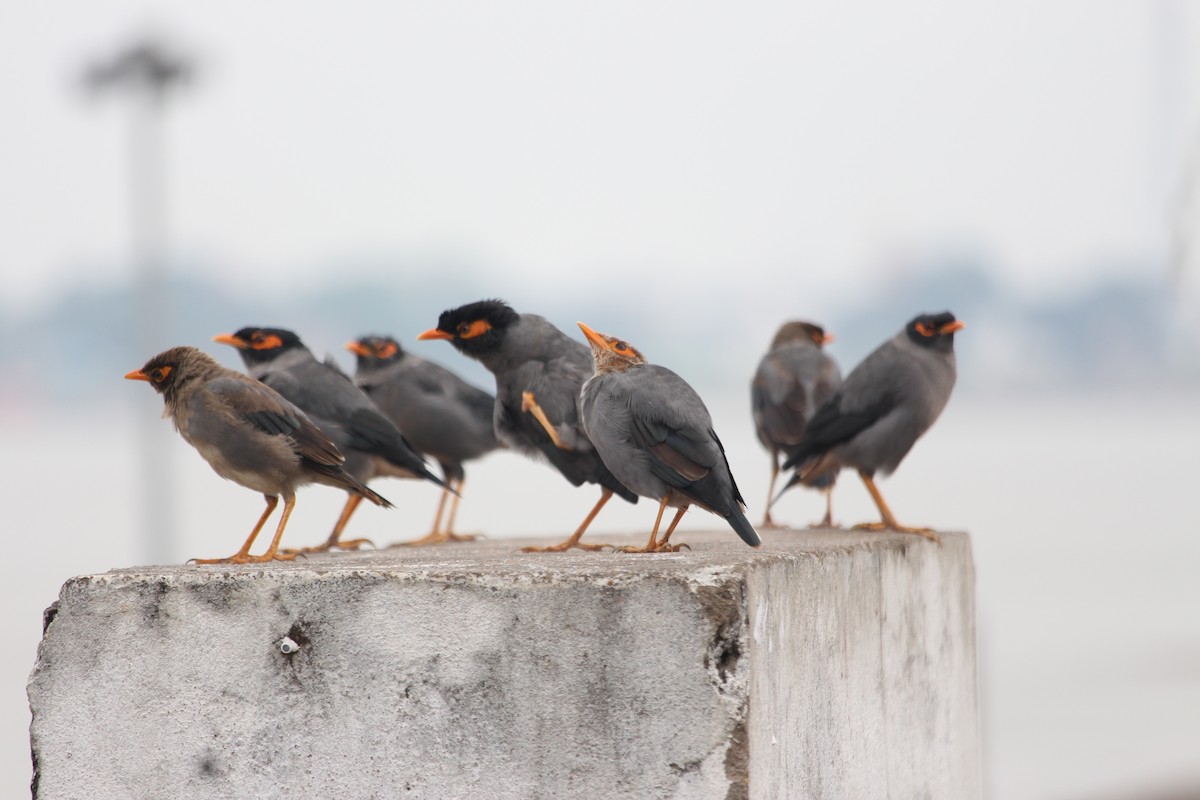 Bank Myna - ML642748918