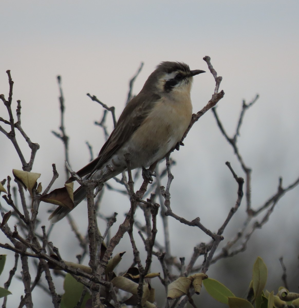 Black-eared Cuckoo - ML642748937