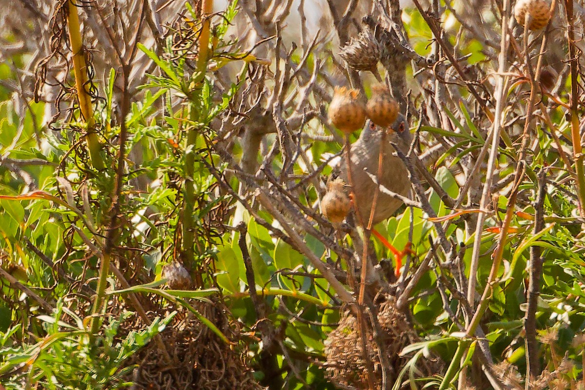 Balearic Warbler - ML642748964