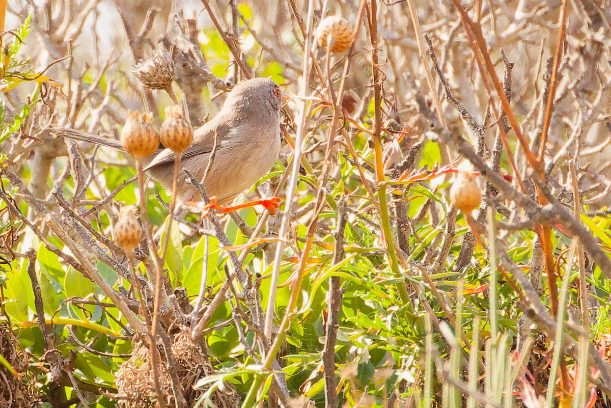 Balearic Warbler - ML642748965