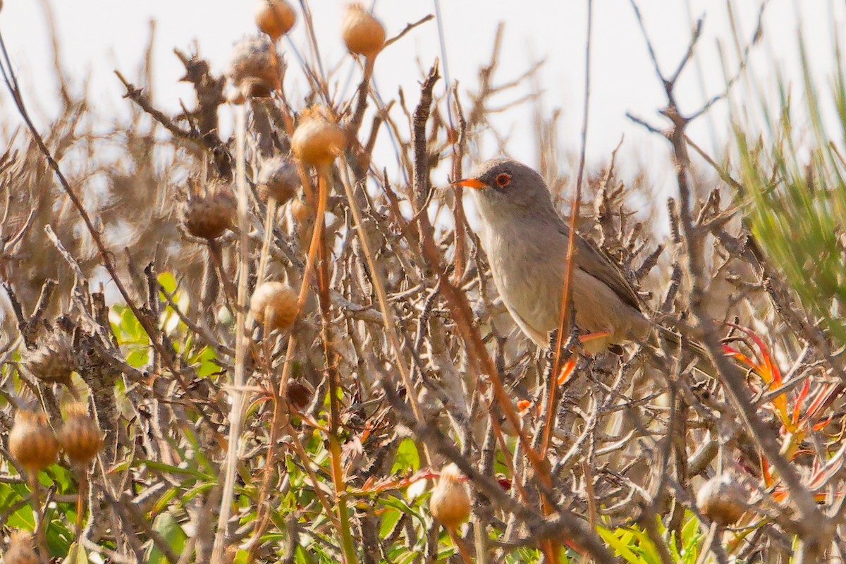 Balearic Warbler - ML642748966