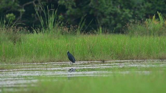 Black Heron - ML642748971