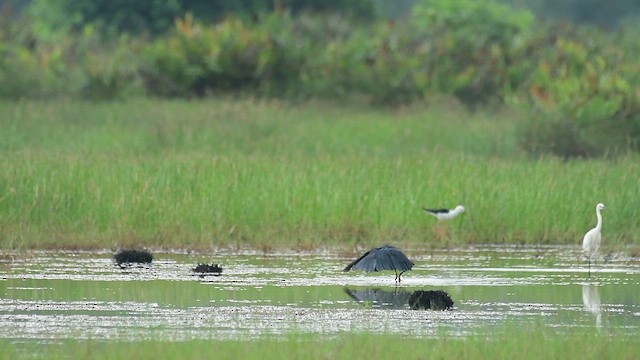 Black Heron - ML642748972