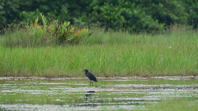 Black Heron - ML642748973
